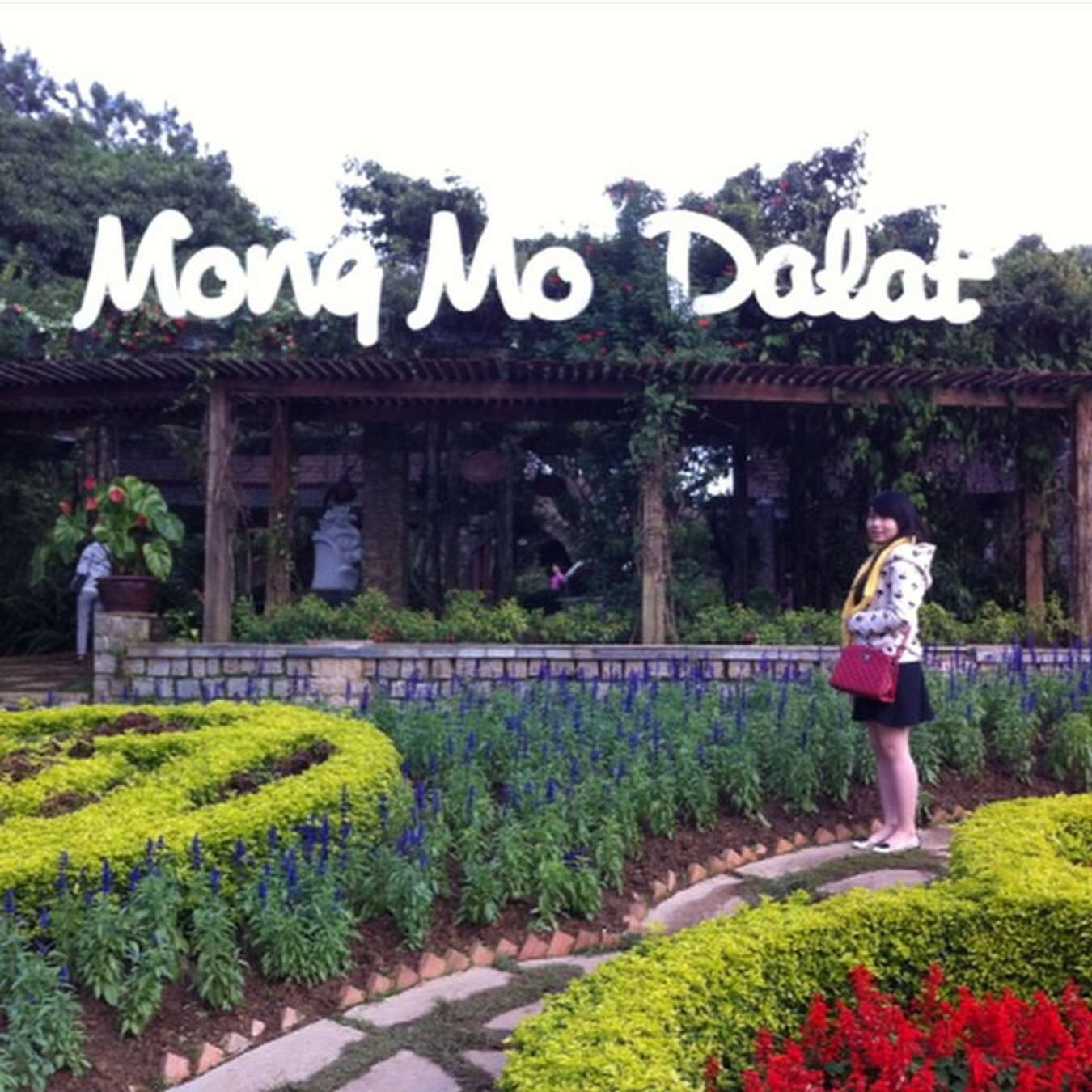 Du Lịch Đồi Mộng Mơ Đà Lạt Trải Nghiệm, Khám Phá và Cẩm Nang Chi Tiết