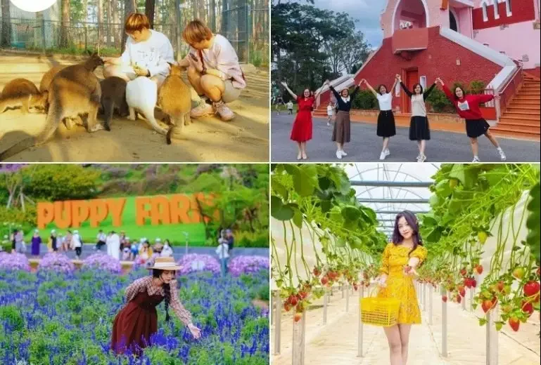 Tour Đà Lạt 1 Ngày Khám Phá Thành Phố Ngàn Hoa Trong 24 Giờ