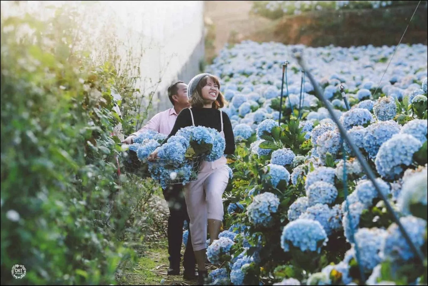 Vườn Hoa Cẩm Tú Cầu Đà Lạt Khám Phá Thiên Đường Hoa