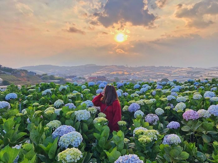 Vườn Hoa Cẩm Tú Cầu Đà Lạt Khám Phá Thiên Đường Hoa