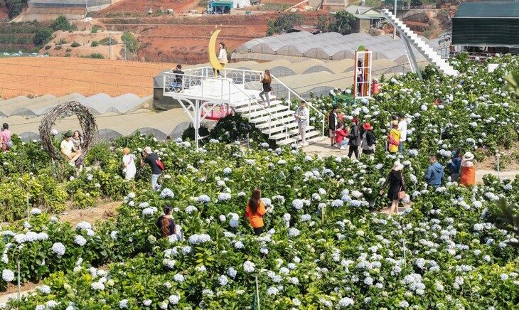 Vườn Hoa Cẩm Tú Cầu Đà Lạt Khám Phá Thiên Đường Hoa